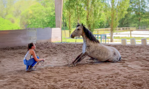 CCIEE (Initier à l’Équitation Éthologique)