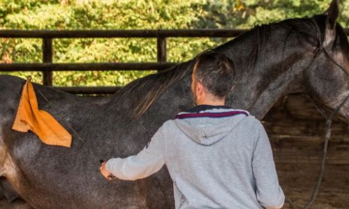 Formation Educateur Jeunes Chevaux